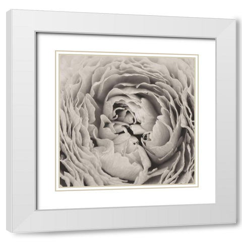 BW Peony White Modern Wood Framed Art Print with Double Matting by Aledanda
