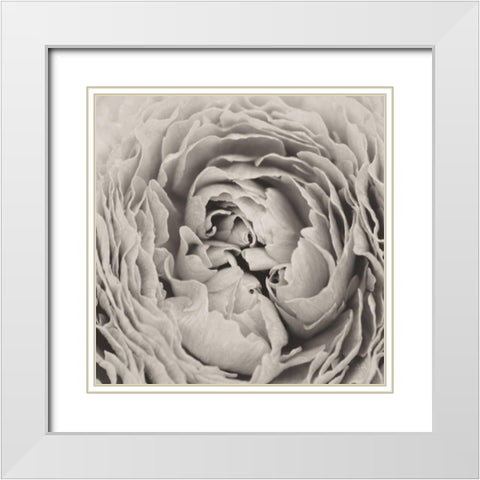 BW Peony White Modern Wood Framed Art Print with Double Matting by Aledanda