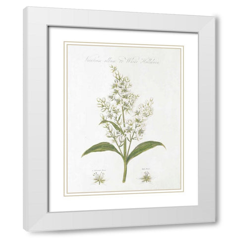 Botany Book XI White Green White Modern Wood Framed Art Print with Double Matting by Wild Apple Portfolio