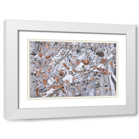 Grove of Aspen Trees White Modern Wood Framed Art Print with Double Matting by Majchrowicz, Alan
