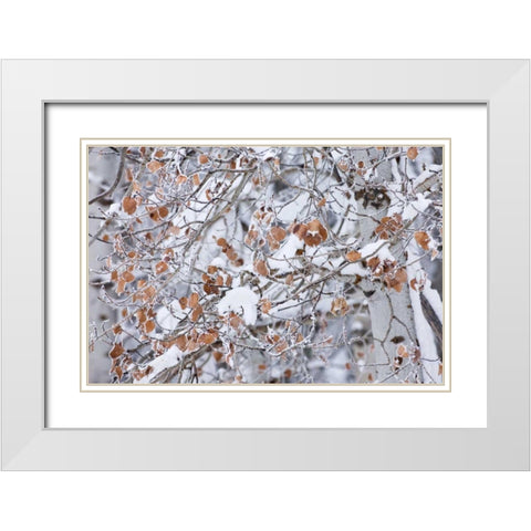 Grove of Aspen Trees White Modern Wood Framed Art Print with Double Matting by Majchrowicz, Alan