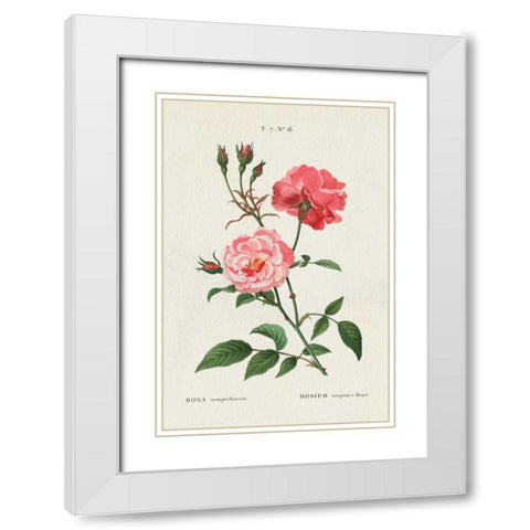 Rosa White Modern Wood Framed Art Print with Double Matting by Wild Apple Portfolio