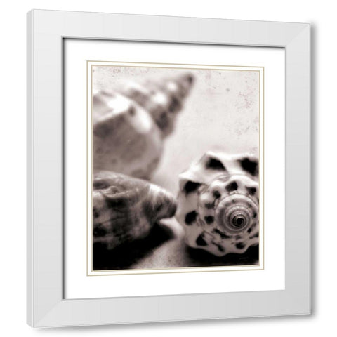 Beach Dreams Shells No Border White Modern Wood Framed Art Print with Double Matting by Schlabach, Sue