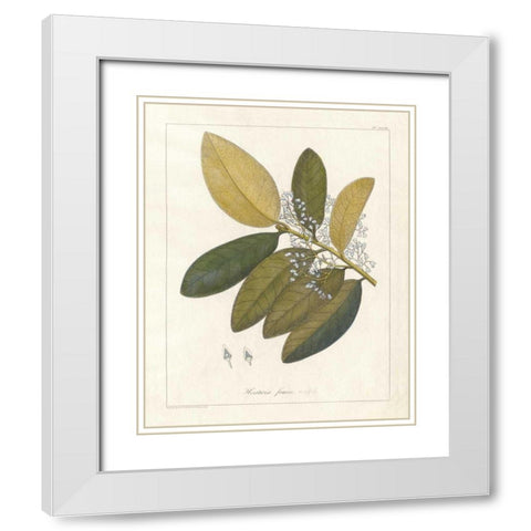 Botanical Heritiera v2 White Modern Wood Framed Art Print with Double Matting by Wild Apple Portfolio