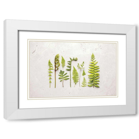 Flat Lay Ferns I White Modern Wood Framed Art Print with Double Matting by Bradley, Felicity