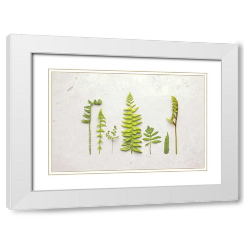 Flat Lay Ferns II White Modern Wood Framed Art Print with Double Matting by Bradley, Felicity