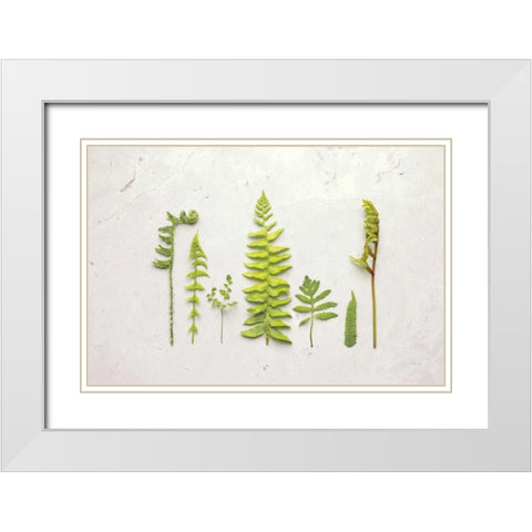 Flat Lay Ferns II White Modern Wood Framed Art Print with Double Matting by Bradley, Felicity