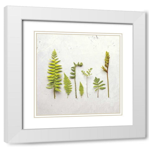 Flat Lay Ferns III White Modern Wood Framed Art Print with Double Matting by Bradley, Felicity