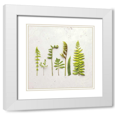 Flat Lay Ferns IV White Modern Wood Framed Art Print with Double Matting by Bradley, Felicity