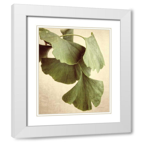 Gingko Color White Modern Wood Framed Art Print with Double Matting by Van Swearingen, Debra