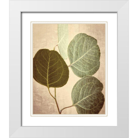 Eucalyptus Color White Modern Wood Framed Art Print with Double Matting by Van Swearingen, Debra