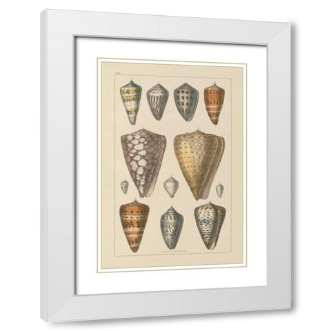 Shell Assorment II White Modern Wood Framed Art Print with Double Matting by Wild Apple Portfolio
