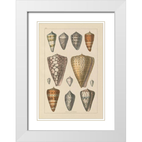 Shell Assorment II White Modern Wood Framed Art Print with Double Matting by Wild Apple Portfolio