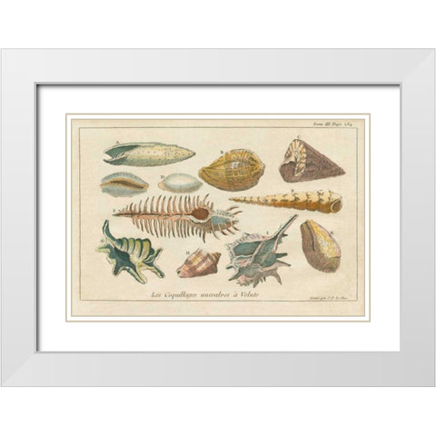 Shell Etchings II White Modern Wood Framed Art Print with Double Matting by Wild Apple Portfolio