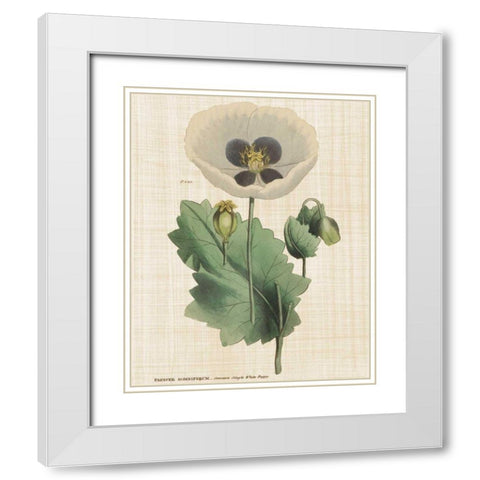 Herbal Botany XVI Linen Crop White Modern Wood Framed Art Print with Double Matting by Wild Apple Portfolio