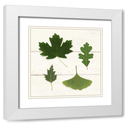 Leaf Chart II Shiplap White Modern Wood Framed Art Print with Double Matting by Wild Apple Portfolio