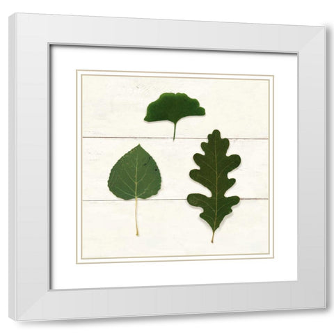 Leaf Chart III Shiplap White Modern Wood Framed Art Print with Double Matting by Wild Apple Portfolio
