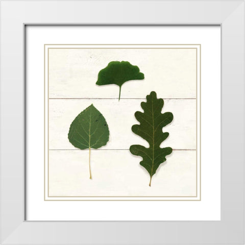 Leaf Chart III Shiplap White Modern Wood Framed Art Print with Double Matting by Wild Apple Portfolio