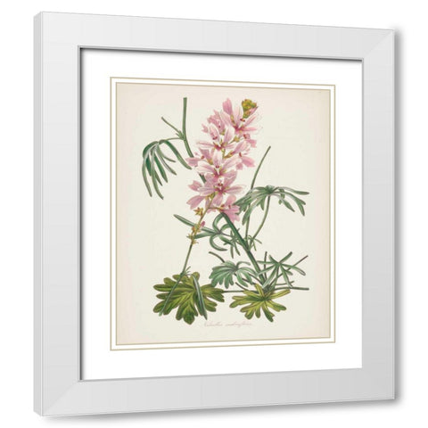 Antique Botanical LVII Cream White Modern Wood Framed Art Print with Double Matting by Wild Apple Portfolio