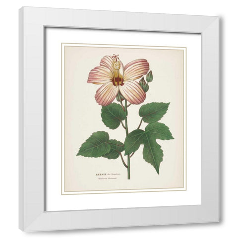 Antique Botanical XXVII Cream White Modern Wood Framed Art Print with Double Matting by Wild Apple Portfolio
