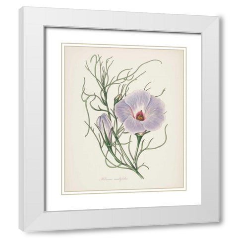 Antique Botanical XXX Cream White Modern Wood Framed Art Print with Double Matting by Wild Apple Portfolio