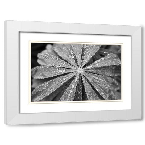 Raindrops on Lupine White Modern Wood Framed Art Print with Double Matting by Marshall, Laura