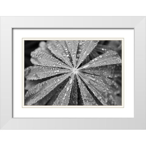 Raindrops on Lupine White Modern Wood Framed Art Print with Double Matting by Marshall, Laura