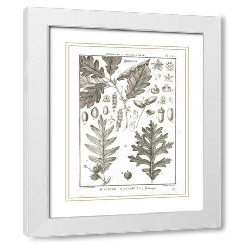 Histoire Naturelle Botanique I Light White Modern Wood Framed Art Print with Double Matting by Wild Apple Portfolio