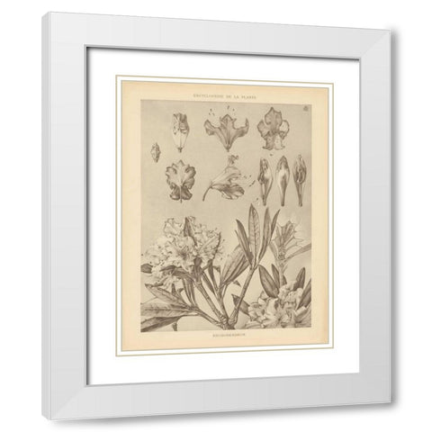 Lithograph Florals IV White Modern Wood Framed Art Print with Double Matting by Wild Apple Portfolio