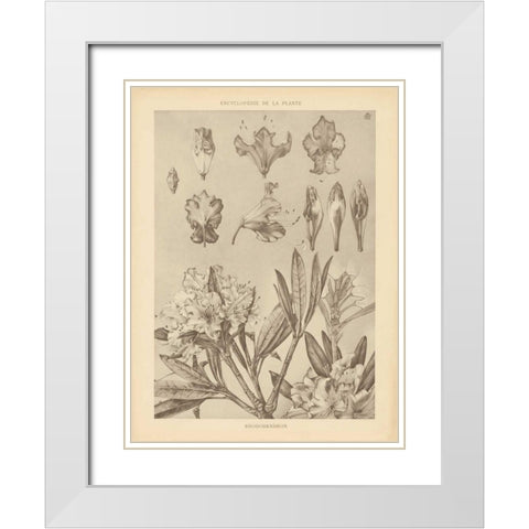 Lithograph Florals IV White Modern Wood Framed Art Print with Double Matting by Wild Apple Portfolio