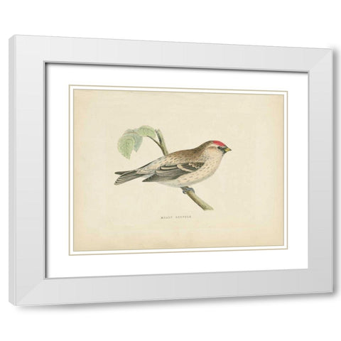 Mealy Redpole Print White Modern Wood Framed Art Print with Double Matting by Wild Apple Portfolio