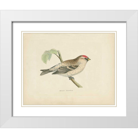 Mealy Redpole Print White Modern Wood Framed Art Print with Double Matting by Wild Apple Portfolio
