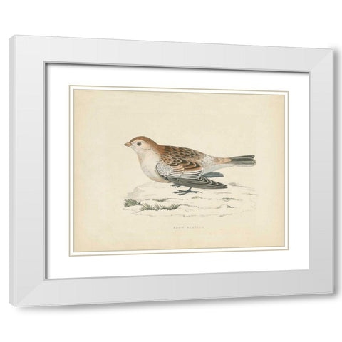 Snow Bunting Print White Modern Wood Framed Art Print with Double Matting by Wild Apple Portfolio