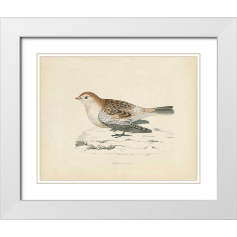 Snow Bunting Print White Modern Wood Framed Art Print with Double Matting by Wild Apple Portfolio