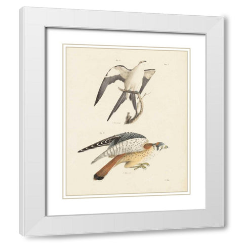 Birds of Prey I White Modern Wood Framed Art Print with Double Matting by Wild Apple Portfolio