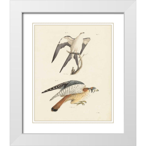 Birds of Prey I White Modern Wood Framed Art Print with Double Matting by Wild Apple Portfolio