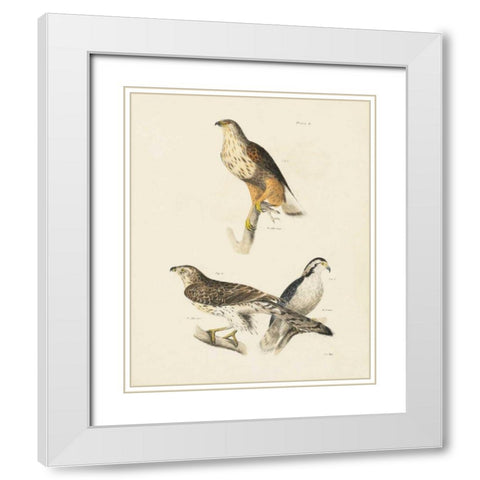Birds of Prey II White Modern Wood Framed Art Print with Double Matting by Wild Apple Portfolio
