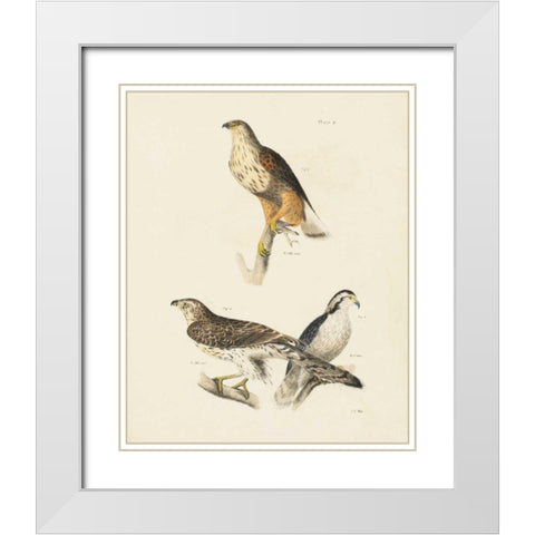 Birds of Prey II White Modern Wood Framed Art Print with Double Matting by Wild Apple Portfolio