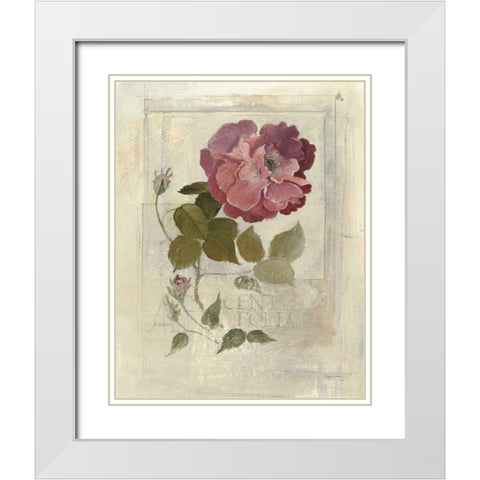 Centifolia Rose Crop White Modern Wood Framed Art Print with Double Matting by Tillmon, Avery