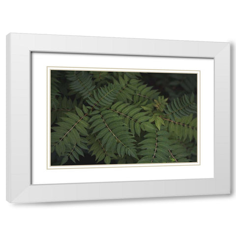 Leafy VI White Modern Wood Framed Art Print with Double Matting by Urquhart, Elizabeth