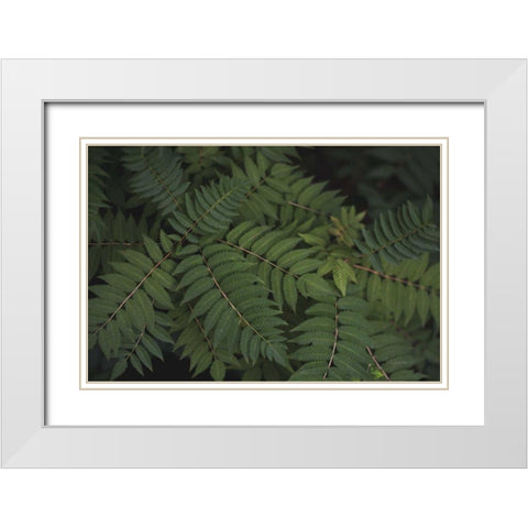 Leafy VI White Modern Wood Framed Art Print with Double Matting by Urquhart, Elizabeth