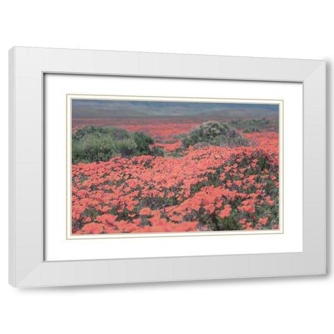 California Blooms II White Modern Wood Framed Art Print with Double Matting by Urquhart, Elizabeth