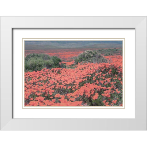 California Blooms II White Modern Wood Framed Art Print with Double Matting by Urquhart, Elizabeth