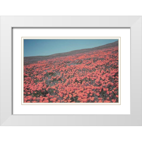 California Blooms III White Modern Wood Framed Art Print with Double Matting by Urquhart, Elizabeth