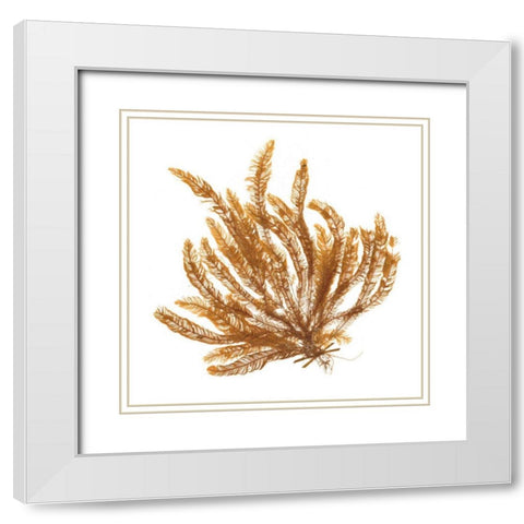 Pacific Sea Mosses VII White Sq White Modern Wood Framed Art Print with Double Matting by Wild Apple Portfolio
