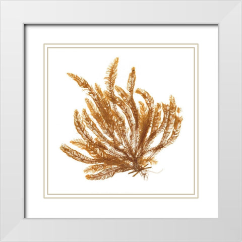 Pacific Sea Mosses VII White Sq White Modern Wood Framed Art Print with Double Matting by Wild Apple Portfolio