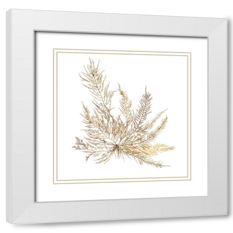 Pacific Sea Mosses XII White Sq White Modern Wood Framed Art Print with Double Matting by Wild Apple Portfolio