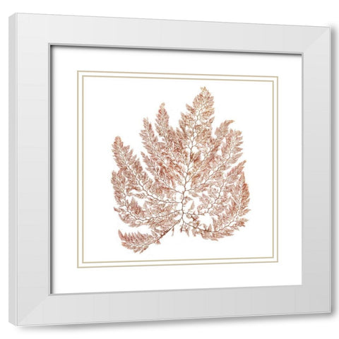 Pacific Sea Mosses XIV White Sq White Modern Wood Framed Art Print with Double Matting by Wild Apple Portfolio