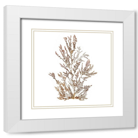 Pacific Sea Mosses XVI White Sq White Modern Wood Framed Art Print with Double Matting by Wild Apple Portfolio