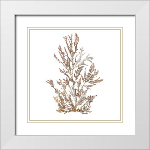 Pacific Sea Mosses XVI White Sq White Modern Wood Framed Art Print with Double Matting by Wild Apple Portfolio